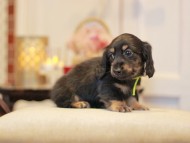 KaninchenDachshund-2956