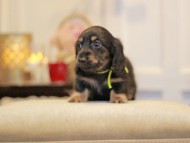 KaninchenDachshund-2963 KaninchenDachshund-2963