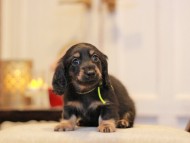 KaninchenDachshund-2969