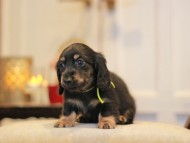 KaninchenDachshund-2971 KaninchenDachshund-2971