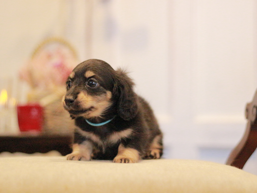 カニンヘンダックスフンド さくら&ブルースの子犬 ブラックイエロー（ブラッククリーム） 男の子（2）