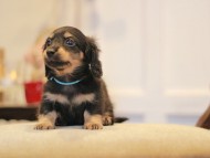 KaninchenDachshund-2991