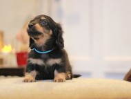 KaninchenDachshund-2992