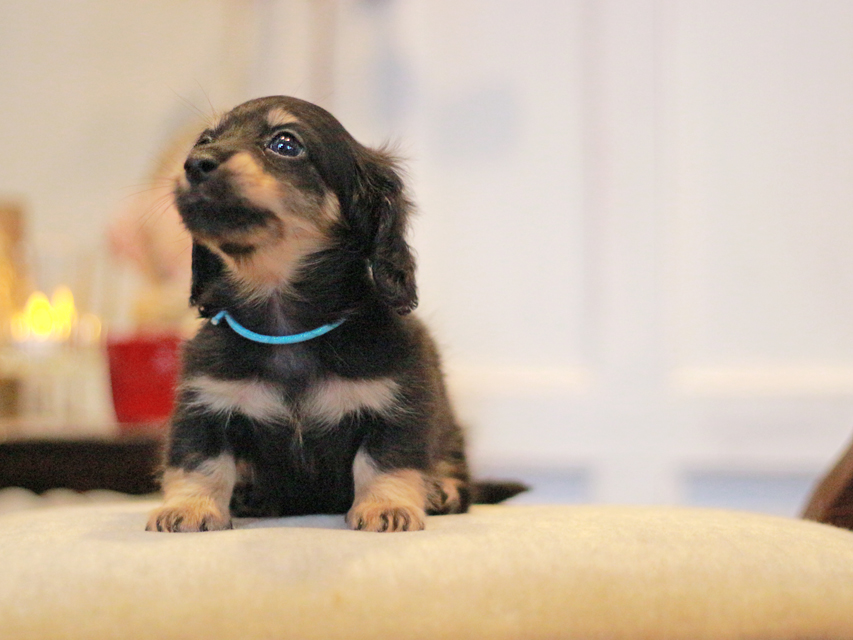 カニンヘンダックスフンド さくら&ブルースの子犬 ブラックイエロー（ブラッククリーム） 男の子（2）