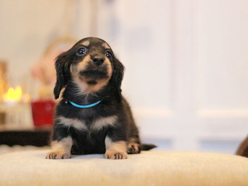 カニンヘンダックスフンド さくら&ブルースの子犬 ブラックイエロー（ブラッククリーム） 男の子（2）