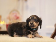 KaninchenDachshund-2999 KaninchenDachshund-2999