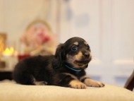 KaninchenDachshund-3003 KaninchenDachshund-3003