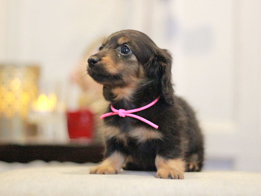 カニンヘンダックスフンド さくら&ブルースの子犬 ブラックタン 女の子KaninchenDachshund-3010 カニンヘンダックスフンド さくら&ブルースの子犬 ブラックタン 女の子