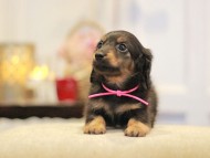 KaninchenDachshund-3013
