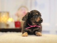 KaninchenDachshund-3014