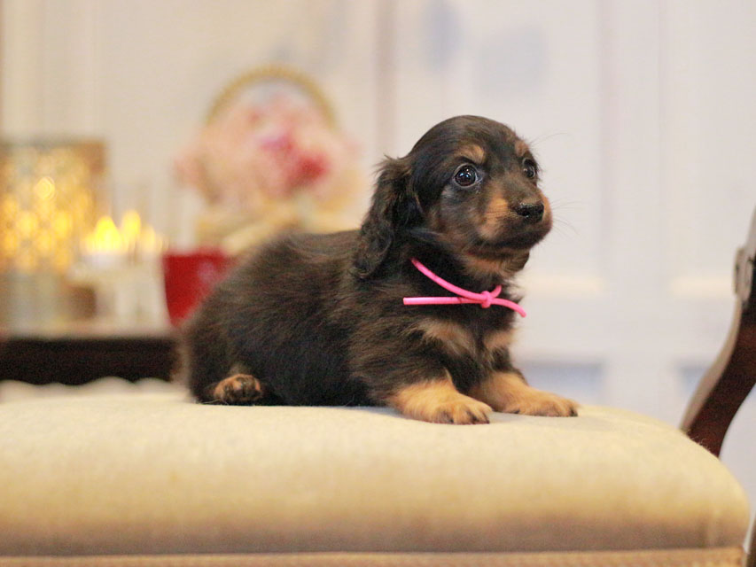 カニンヘンダックスフンド さくら&ブルースの子犬 ブラックタン 女の子KaninchenDachshund-3025 カニンヘンダックスフンド さくら&ブルースの子犬 ブラックタン 女の子