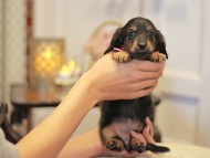 KaninchenDachshund-3034