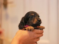 KaninchenDachshund-3037