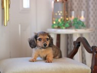 KaninchenDachshund-3365