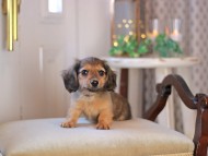 KaninchenDachshund-3366 KaninchenDachshund-3366