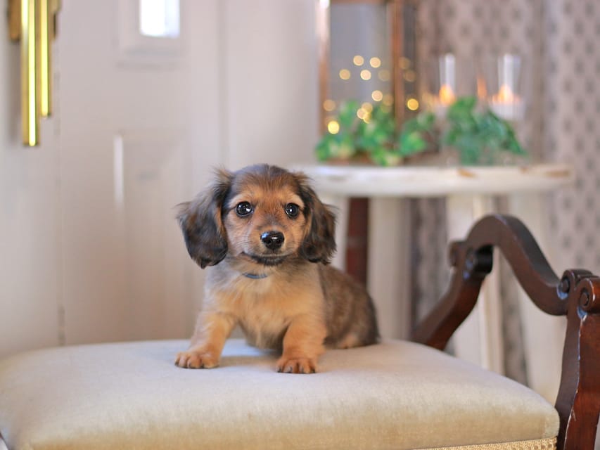 カニンヘン ダックスフンド キャロット&ブルースの子犬 レッド 男の子(1)