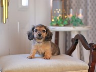 KaninchenDachshund-3367