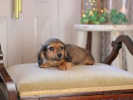 KaninchenDachshund-3371