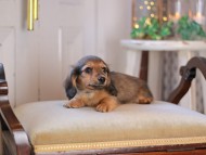 KaninchenDachshund-3372