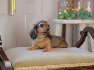 KaninchenDachshund-3373