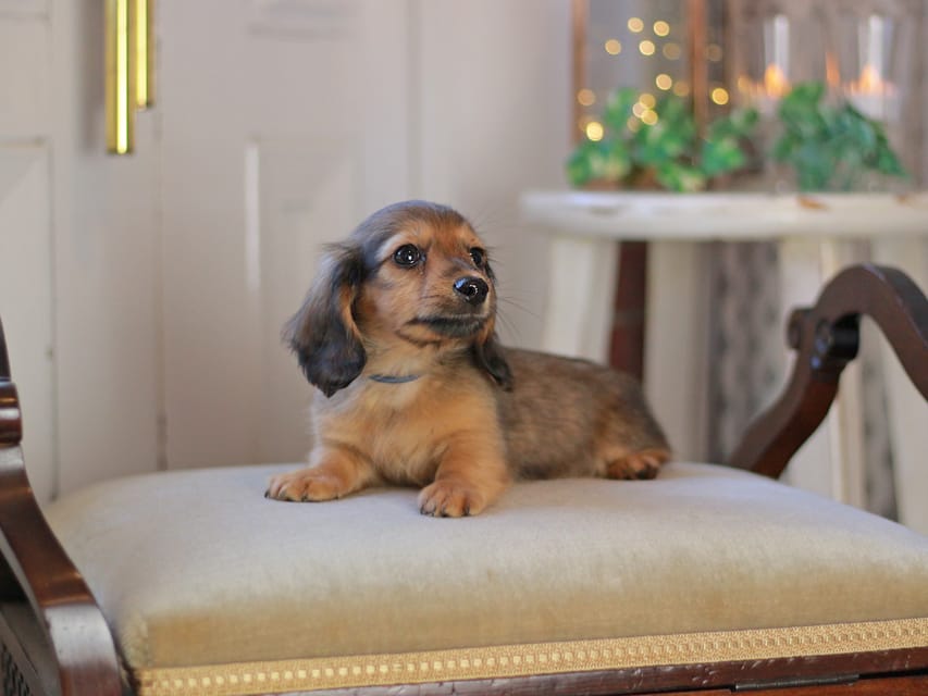 カニンヘン ダックスフンド キャロット&ブルースの子犬 レッド 男の子(1)