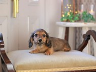KaninchenDachshund-3375