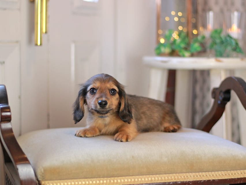 カニンヘン ダックスフンド キャロット&ブルースの子犬 レッド 男の子(1)