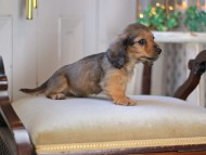 KaninchenDachshund-3381