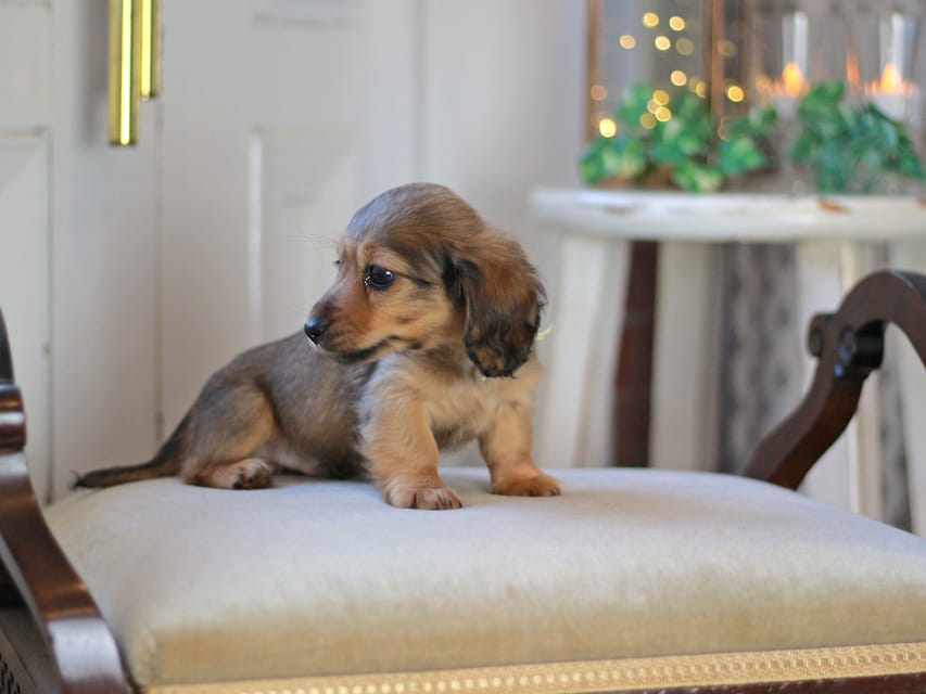 カニンヘン ダックスフンド キャロット&ブルースの子犬 レッド 男の子(2)