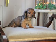 KaninchenDachshund-3387 KaninchenDachshund-3387