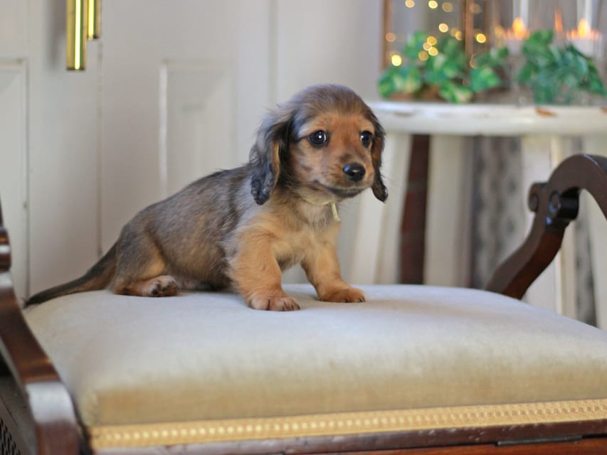 カニンヘン ダックスフンド キャロット&ブルースの子犬 レッド 男の子(2)