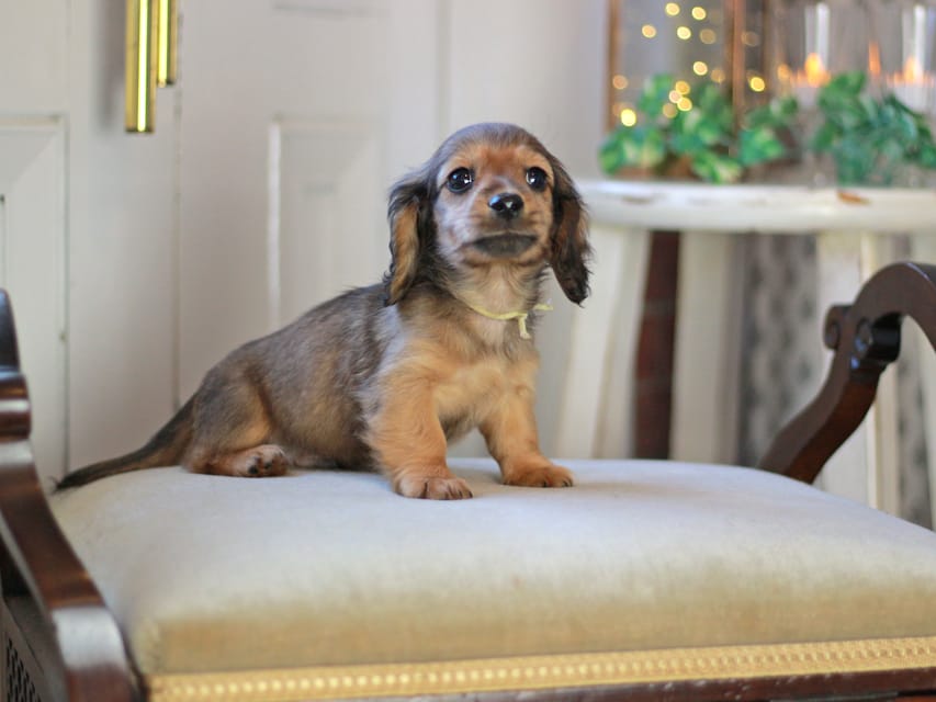 カニンヘン ダックスフンド キャロット&ブルースの子犬 レッド 男の子(2)