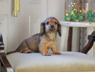 KaninchenDachshund-3392 KaninchenDachshund-3392