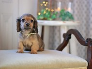KaninchenDachshund-3400 KaninchenDachshund-3400