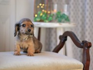 KaninchenDachshund-3409 KaninchenDachshund-3409