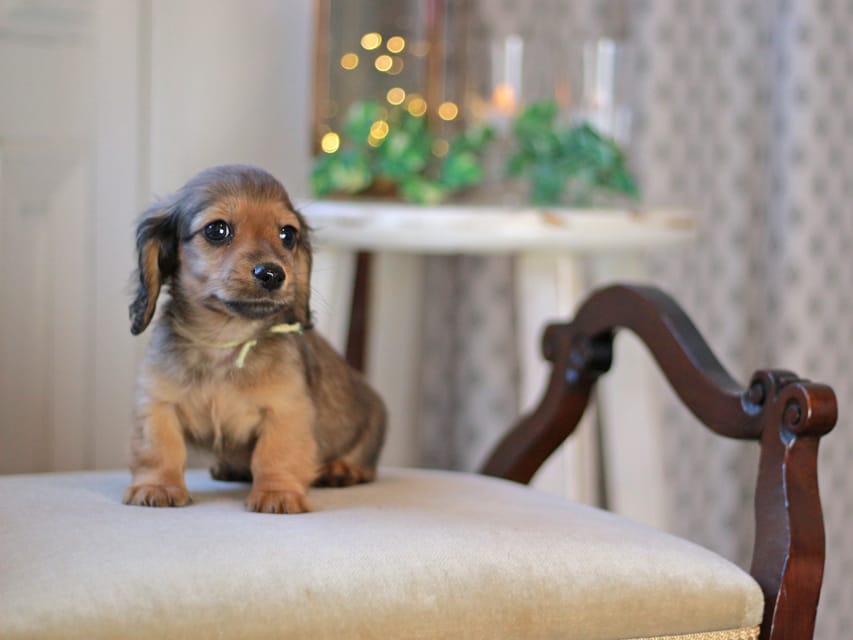 カニンヘン ダックスフンド キャロット&ブルースの子犬 レッド 男の子(2)