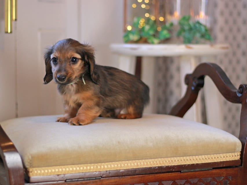 カニンヘン ダックスフンド キャロット&ブルースの子犬 レッド 男の子(3)