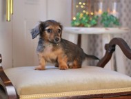 KaninchenDachshund-3413