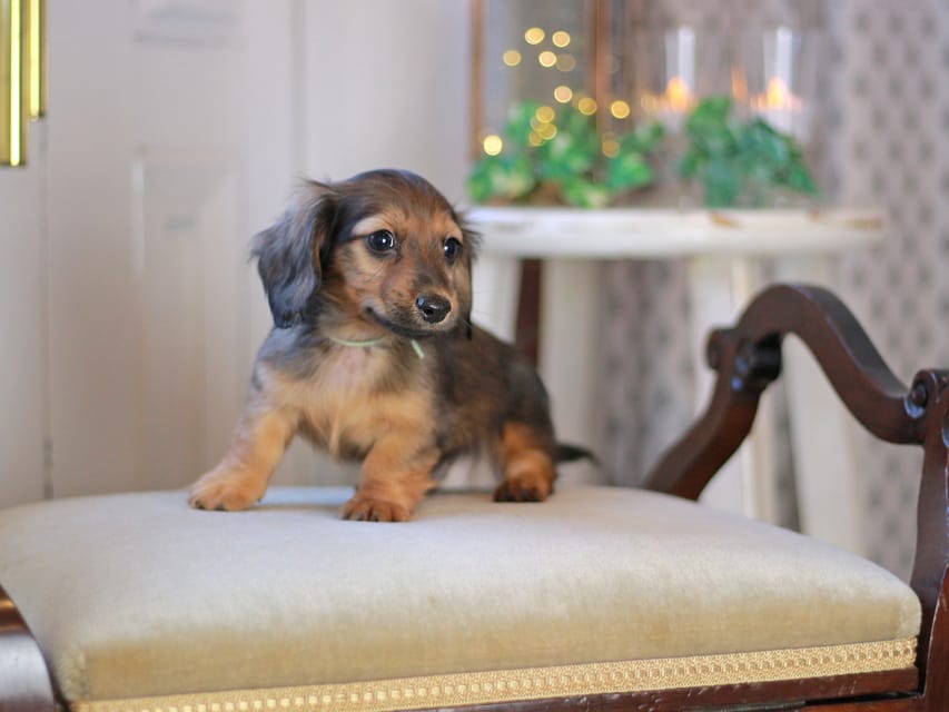 カニンヘン ダックスフンド キャロット&ブルースの子犬 レッド 男の子(3)