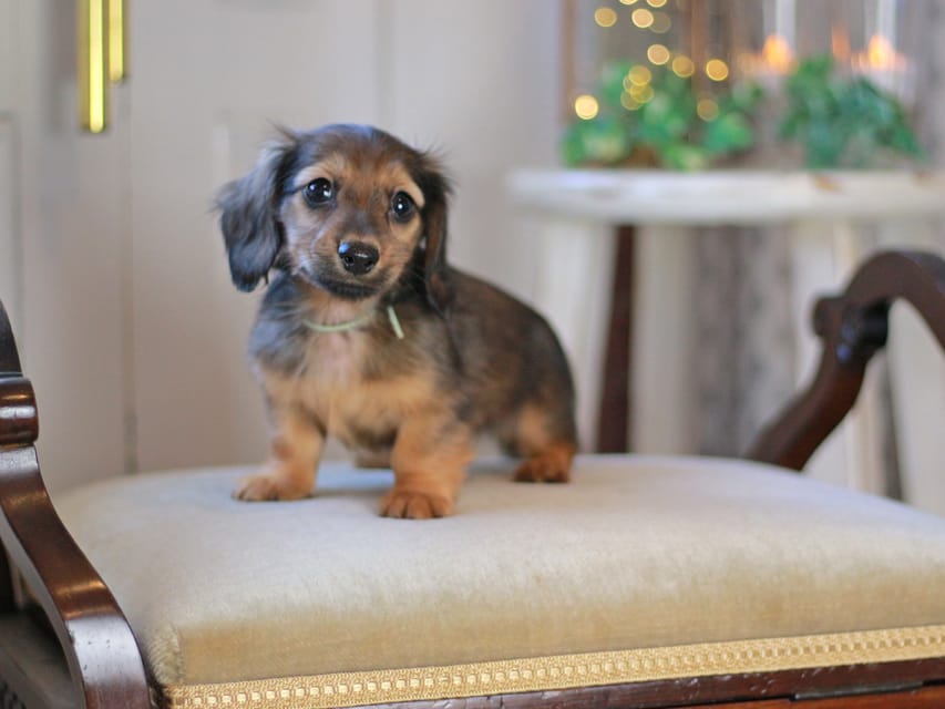 カニンヘン ダックスフンド キャロット&ブルースの子犬 レッド 男の子(3)