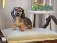 KaninchenDachshund-3426