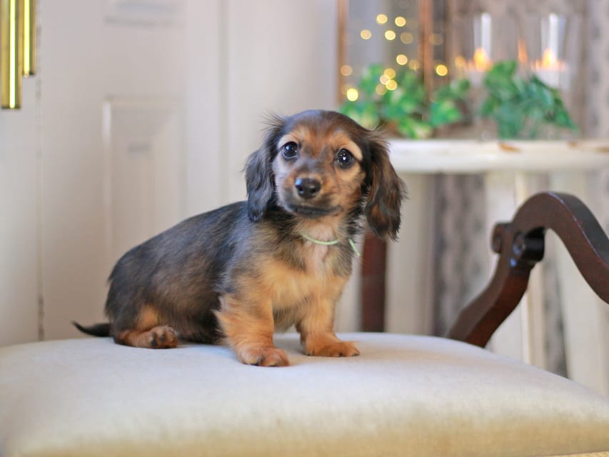 カニンヘン ダックスフンド キャロット&ブルースの子犬 レッド 男の子(3)