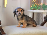 KaninchenDachshund-3443