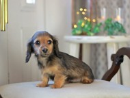 KaninchenDachshund-3447