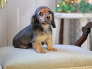 KaninchenDachshund-3452