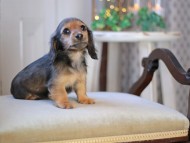 KaninchenDachshund-3453