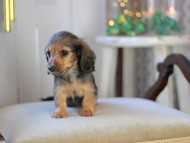 KaninchenDachshund-3464