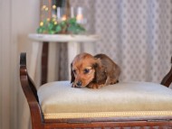 KaninchenDachshund-3468 KaninchenDachshund-3468