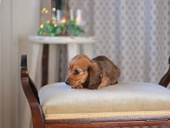 KaninchenDachshund-3469