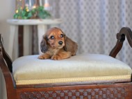 KaninchenDachshund-3474 KaninchenDachshund-3474